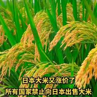 日本米价飙涨67%创纪录！买袋米要干3个多小时，普通人快吃不起饭了