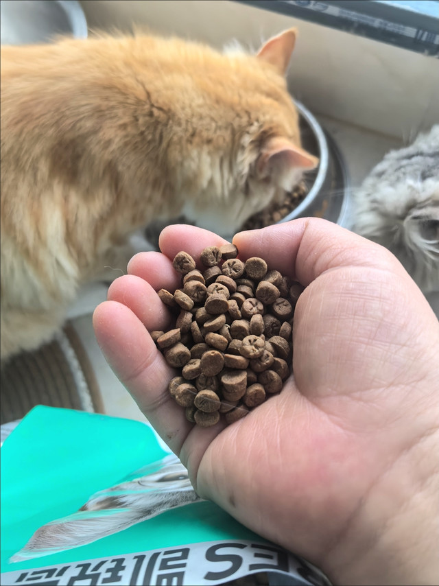 618精选三款猫粮，营养与性价比兼备