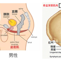产后复工腰酸漏尿?这个被忽视的"隐痛"正在伤害3000万职场妈妈