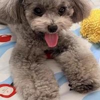 宠物夏季消暑的科学方法