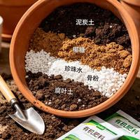 老桩玫瑰凭啥比小苗好养？看完这根系对比，我彻底服了