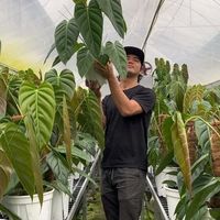 为什么你的蔓绿绒总黄叶烂根？5个要素模拟雨林环境，新手也能养出丝绒感