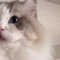 我家猫咪很会玩，也是我家的“捉迷藏搭档”