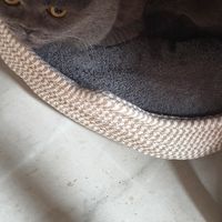 橘猫小团子的最爱：毛线球乐趣多