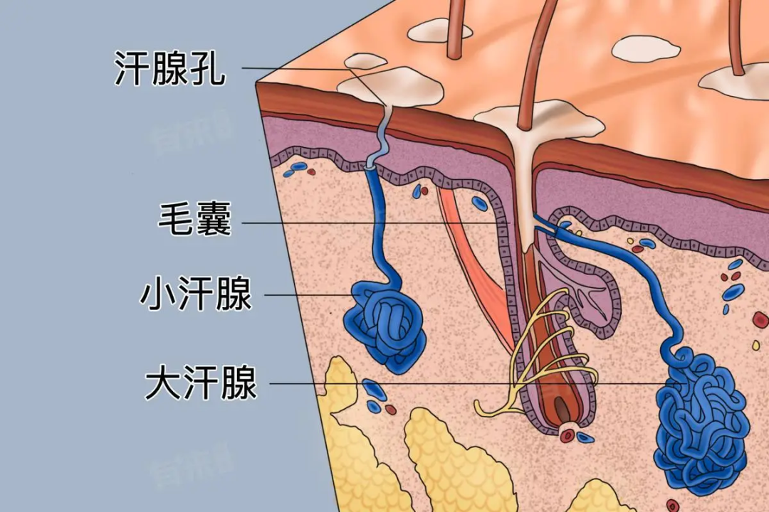 因体味被辞退上热搜,每个职场人其实都有焦虑的事