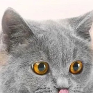 猫咪零食选购指南：猫条与冻干