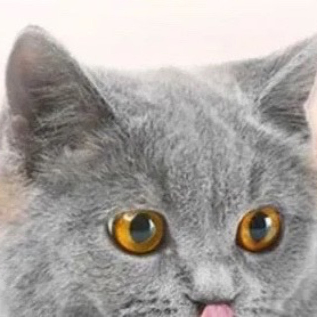 猫咪零食选购指南：猫条与冻干
