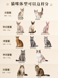 常见猫咪体型从小到大，一张图看懂