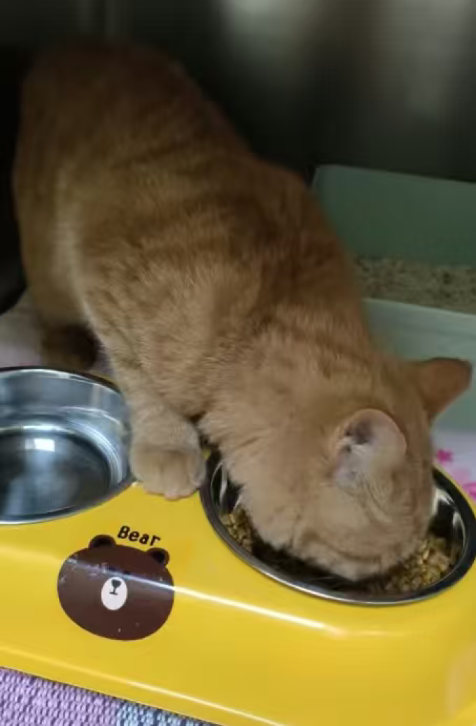 皇家猫粮