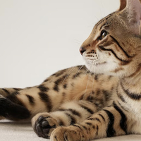有娃家庭养猫刚需｜实测宠物医院同款，皮小兽绿竹猫砂实测分享