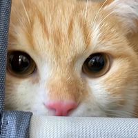 鱼油白喂了！猫咪美毛的秘密藏在主粮里