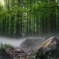 公园那股松木味真能提升免疫力？测评对比后，我的选择是去树下散步