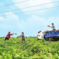 河南西瓜几分钱没人要，进超市为啥还卖几块钱？瓜农的账本让人心酸