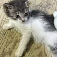 克莉斯换毛季梳毛神器效果显著