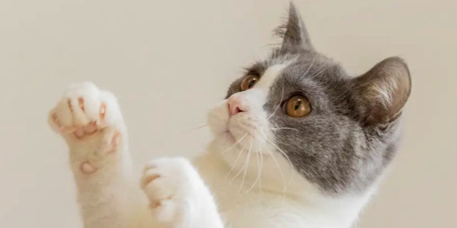 高爷家猫粮真实评测：透明配方到底值不值这个价？和鲜朗网易严选怎么选