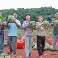 油茶地里种西瓜，有人亩增收3000有人踩坑，差距就在这3点