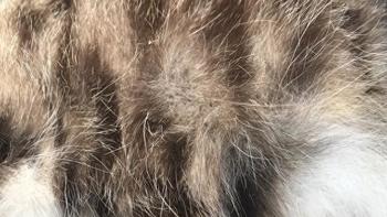 猫咪掉毛怎么破？卵磷脂的真实作用一篇搞懂