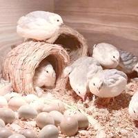 芦丁鸡看着省事实则费心？新手养殖必须想清楚这3点