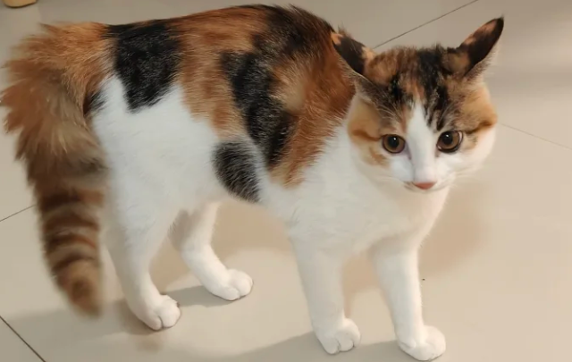 你觉得好玩，猫咪却觉得是骚扰行为大汇总