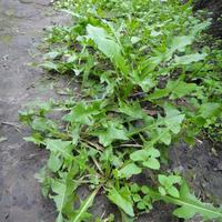 野菜采摘不想进ICU先搞清楚这5件事
