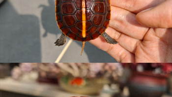 黄缘龟养殖容器选择：种植箱还是玻璃缸？老手透露选对容器让龟多活5年