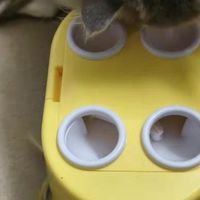 电动打地鼠玩具让猫咪自嗨