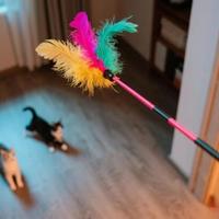 猫咪拆家、夜跑、挠沙发？兽医揭秘：不是调皮，是这个本能被忽视了