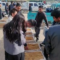 岷县当归跌回年初价！黄芪行情分化，夏季淡季采购指南