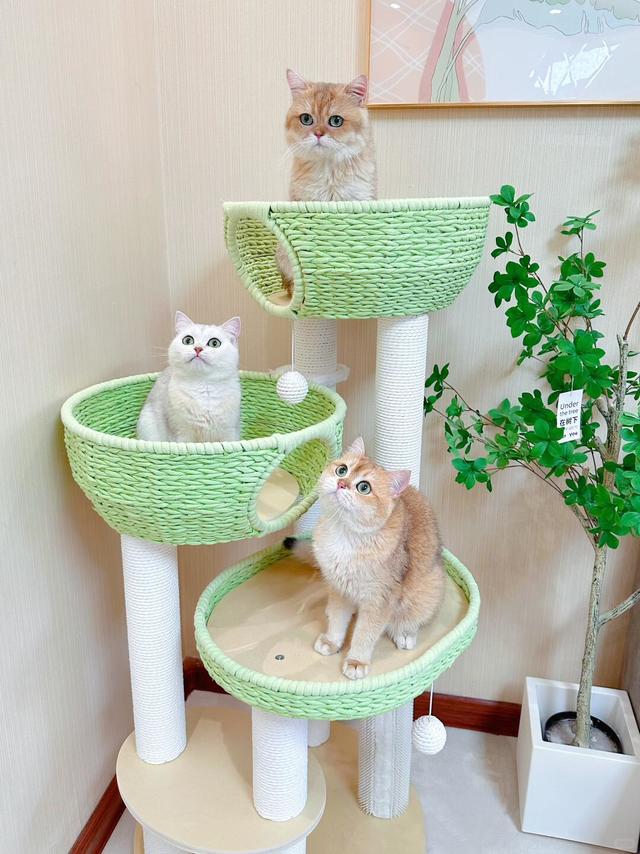 虽然我住不起别墅 但我的小猫们可以啊