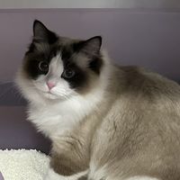 实测避坑｜根治猫砂满屋带砂！木薯猫砂实测，低尘除臭全能款