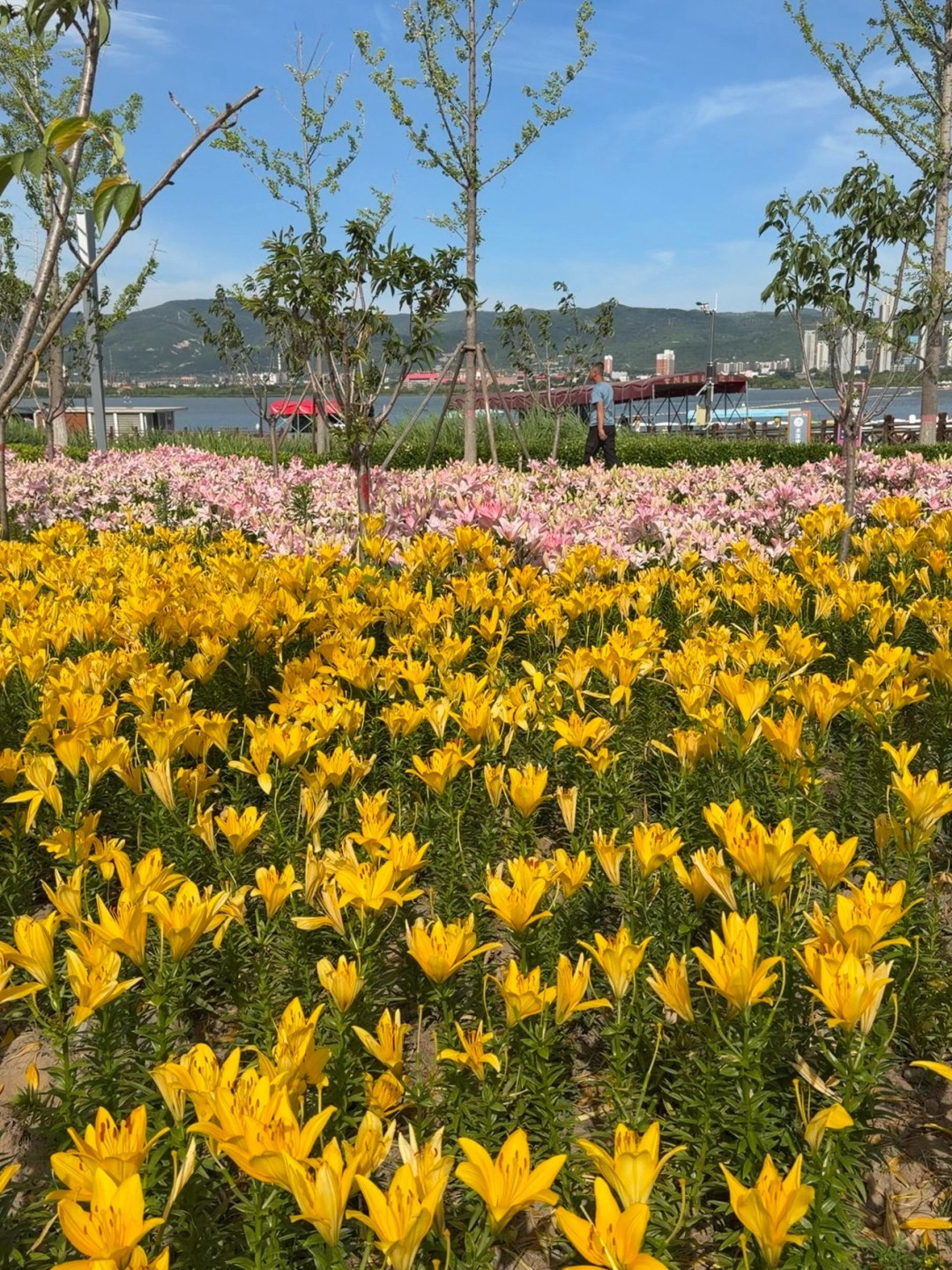 别错过！太原晋阳湖整片百合花海免费盛放，附保姆级赏花攻略