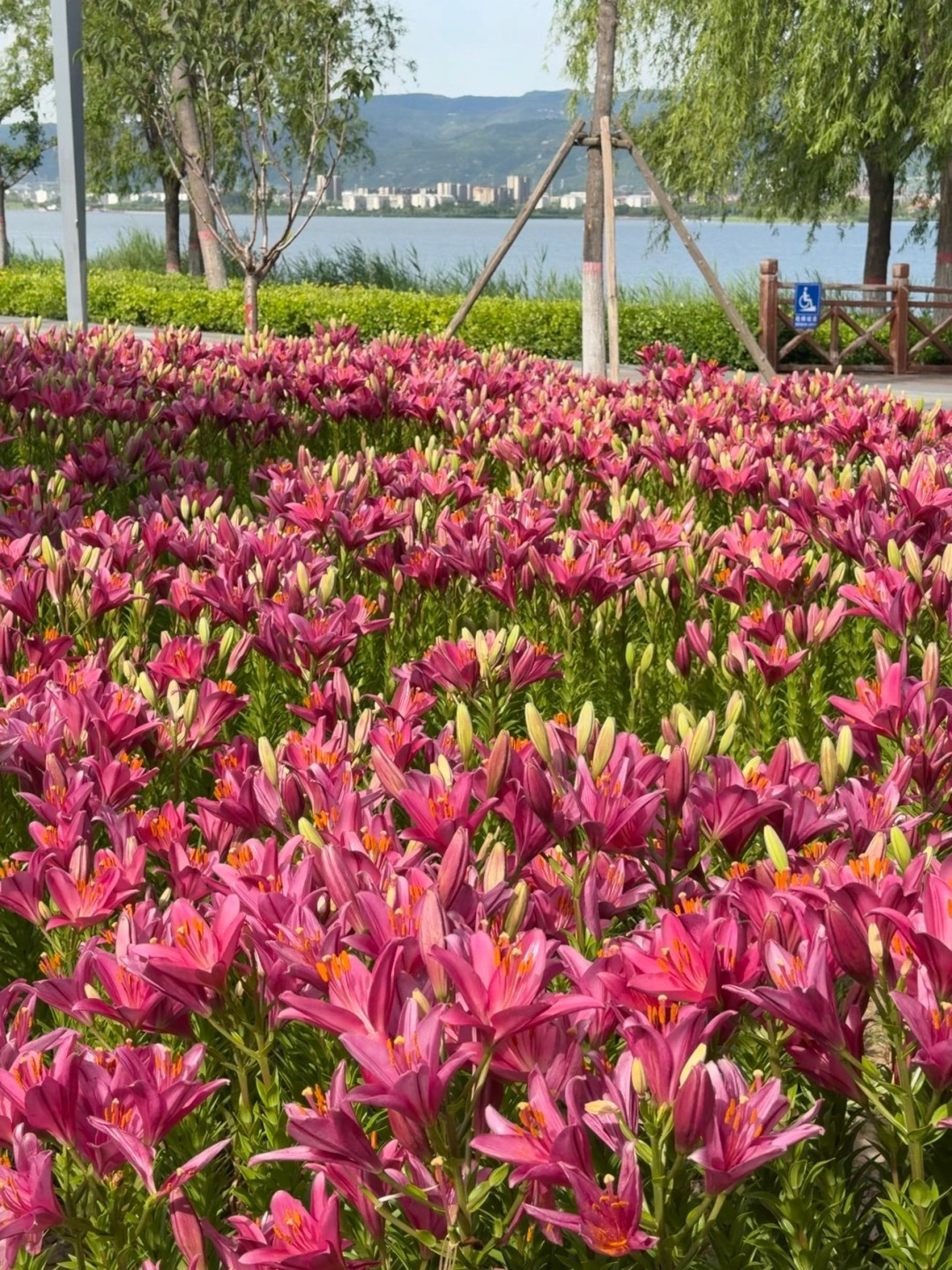 别错过！太原晋阳湖整片百合花海免费盛放，附保姆级赏花攻略