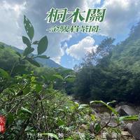 金骏眉水有多深?行家:三黄七黑不是玄学,几十块的根本不是茶