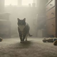 猫咪眼里的红色≈灰色！买错玩具颜色难怪主子不理你