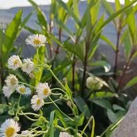 挂烫机推荐：家用 / 手持 / 立式多品牌对比与场景适配选购指南