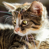 从小猫到成猫，怎么为不同阶段的猫选一个能长期喂下去的猫粮品牌