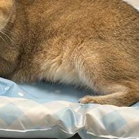 11斤胖猫随便躺✨山姆zeze贝壳冰床太舒服