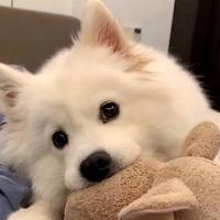 进口涨到300/月，老年犬粮该换国产平替吗？