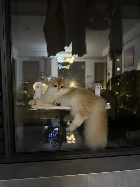 猫吊床利用率100%