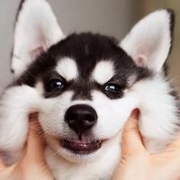 全价粮怎么选不踩雷？4款热门狗粮横评+选购指南