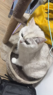 我家猫真的很会生活，喵仙儿猫爬架给它立体大别墅