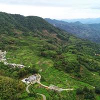 几十块和上千块的蜜兰香差在哪？老茶客手把手教你选对不踩坑