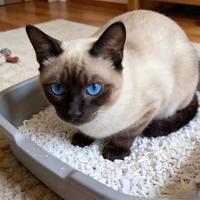 猫砂除臭真相：实测十几款，这几款才真正从根源解决臭味