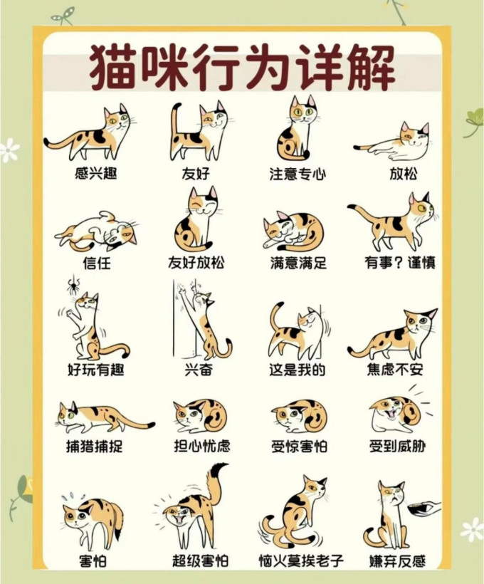 喵仙儿猫抓板