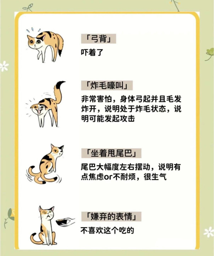 喵仙儿猫抓板