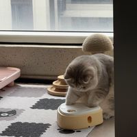 升级款漏食球，猫咪的新宠！