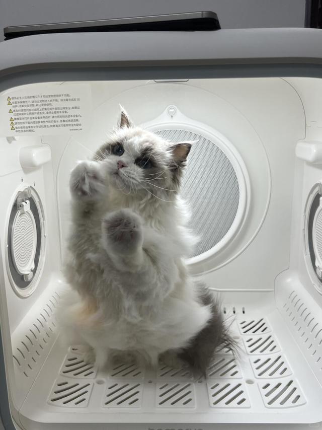 猫咪洗澡日常