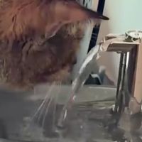 双猫家庭的高效饮水解决方案