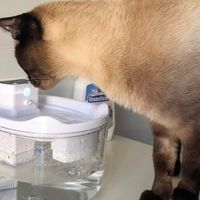 阿柴与猫饮水机：水电分离更安全