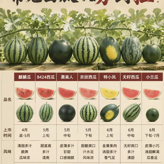 西瓜分级图鉴🔥从人上人到拉完了，买瓜再也不踩雷